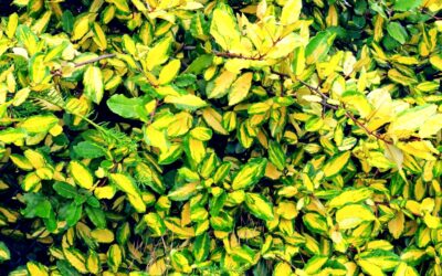Olivo espinoso (Elaeagnus pungens)